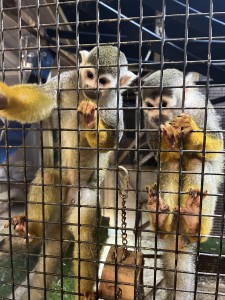 two squirrel monkeys