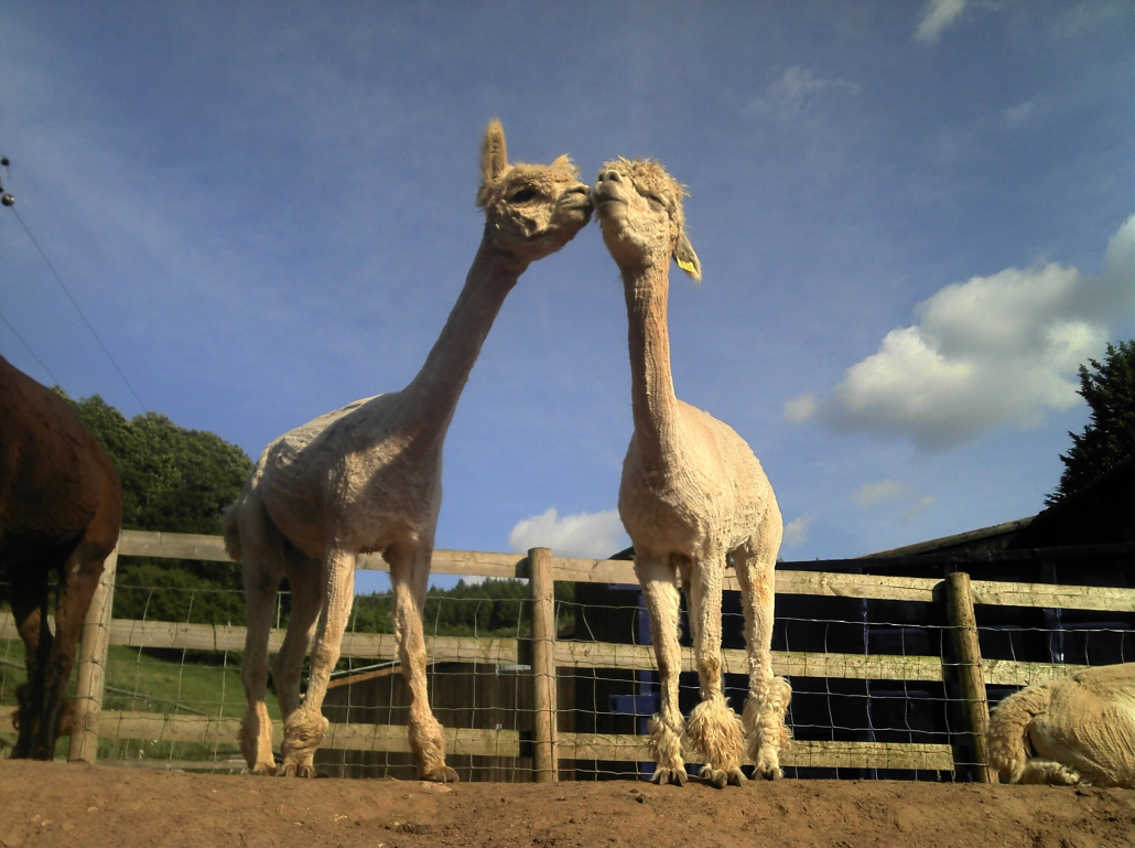 alpaca