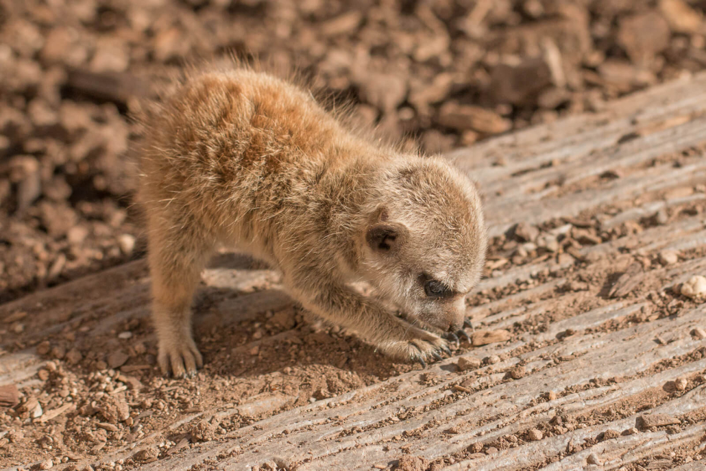 meerkat pup