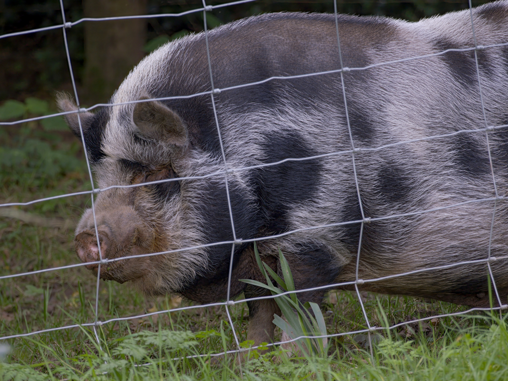 pig