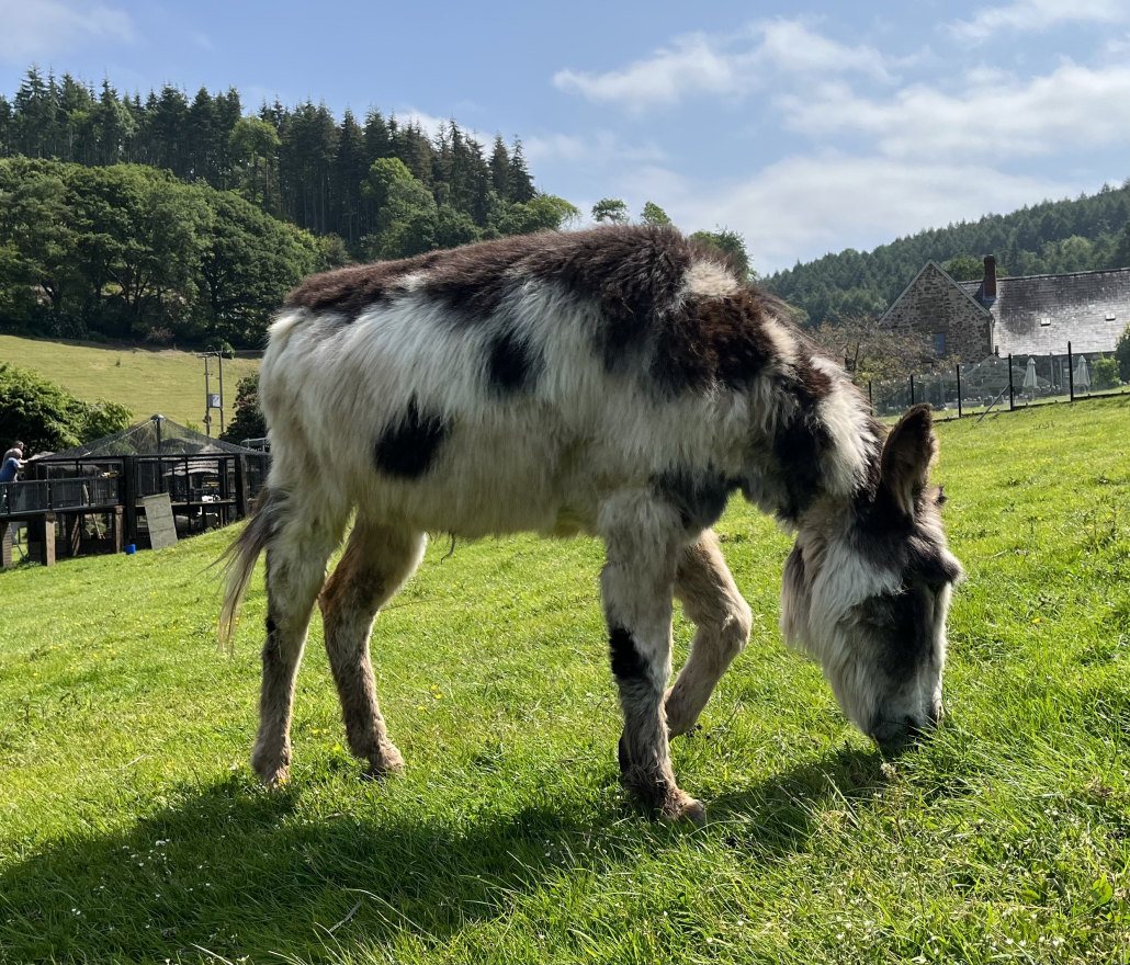 donkey