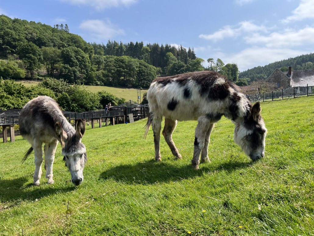 two donkeys