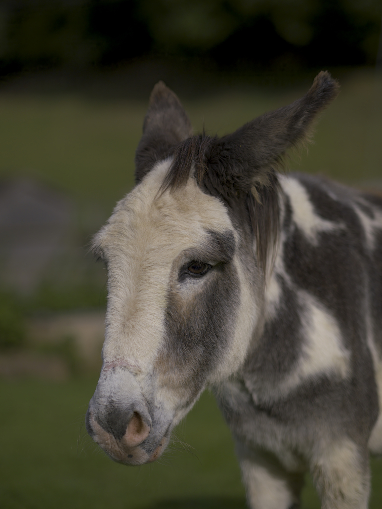 donkey