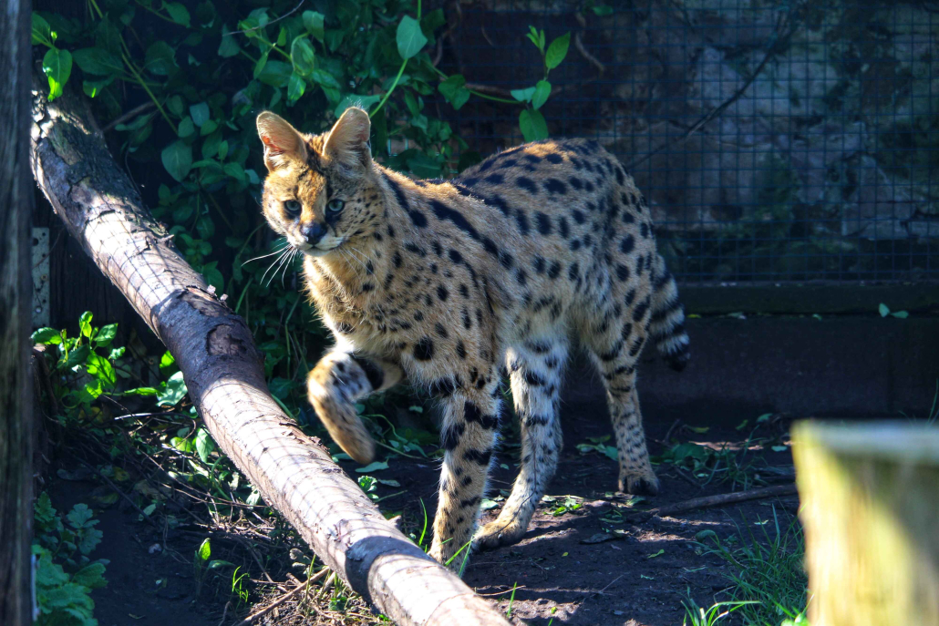 serval walking over branch