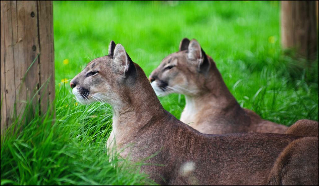 cougars