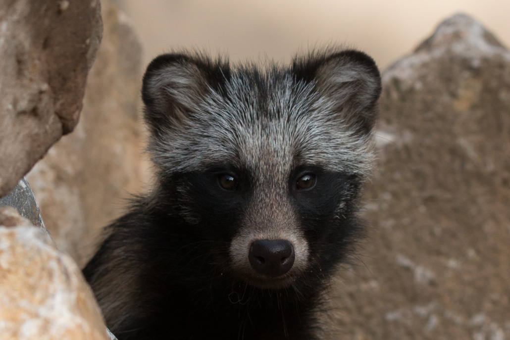 racoon dog