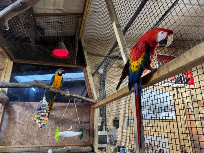 two macaw parrots in their enclousure