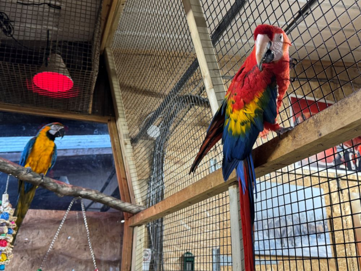 macaw parrot sat on wood