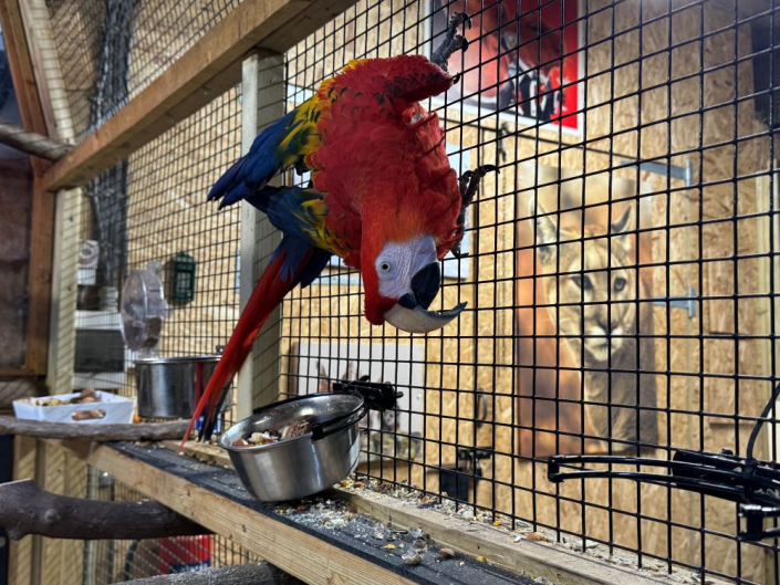 close up of macaw parrot holding onto cage mesh