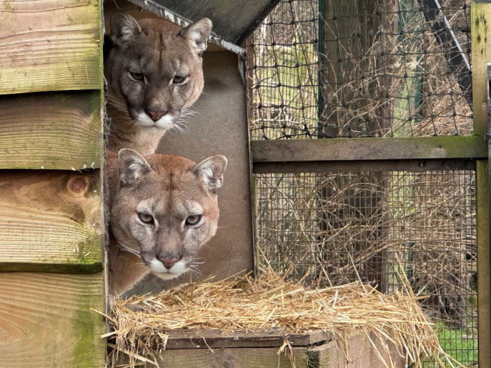 two mountain lion heads peering out of bed