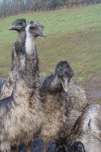 emus in field