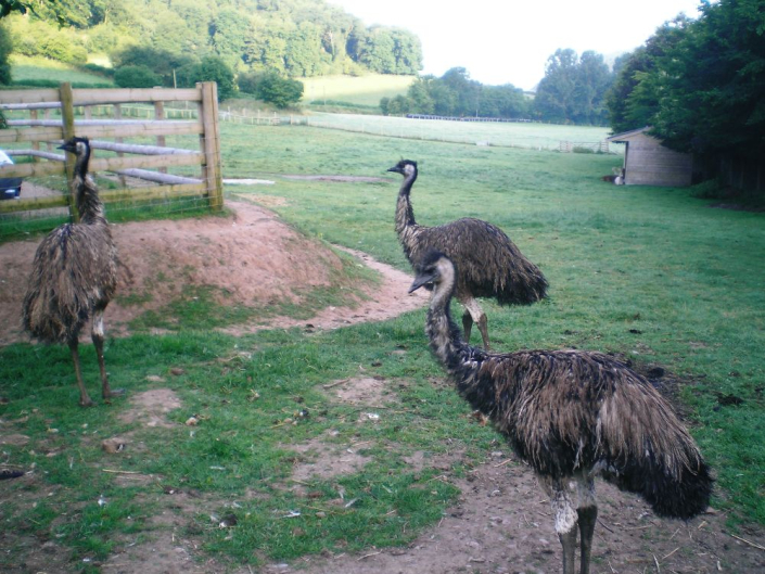 emus in field