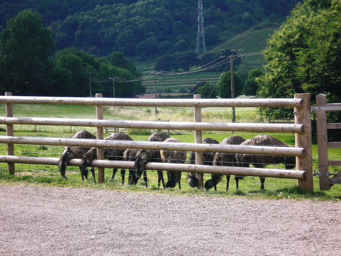 emus eating through fence