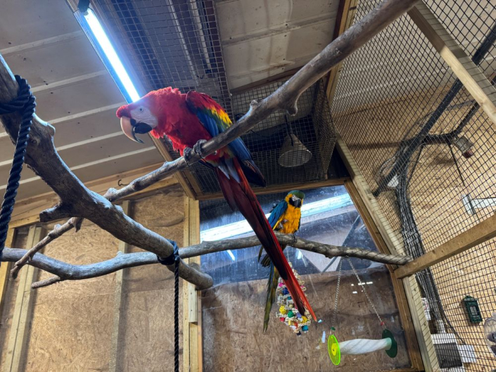 two macaw parrots sitting on a branch