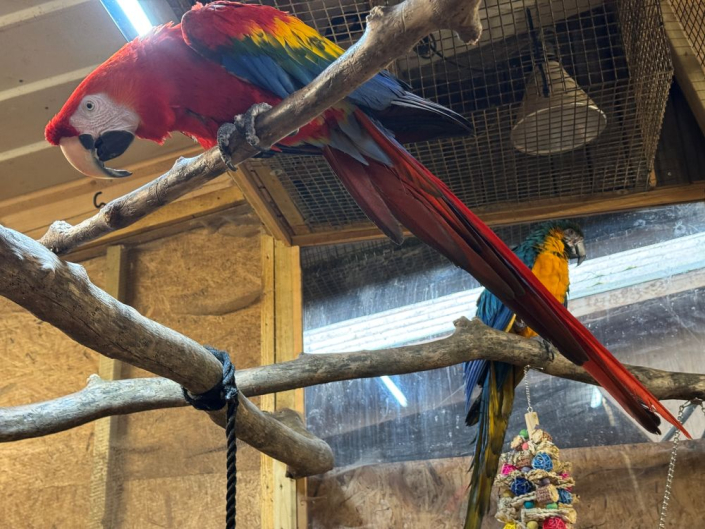 two macaw parrots sitting on a branch
