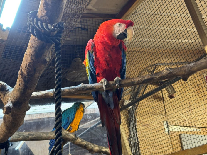 macaw parrot sitting on a branch close up