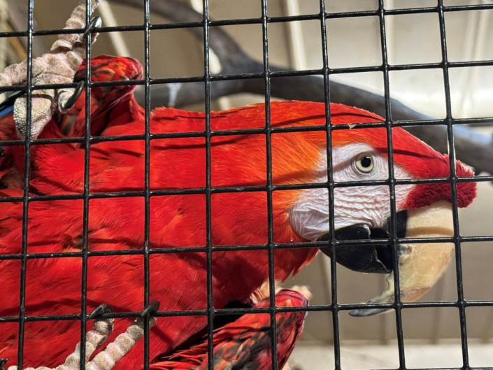 close up of macaw parrot through cage