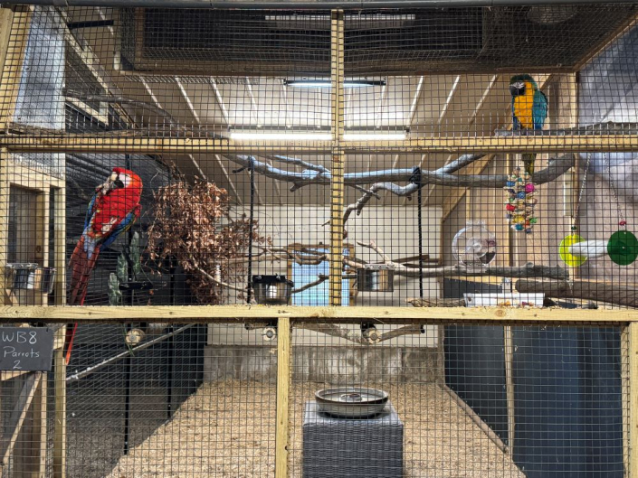 two macaw parrots in large enclousure