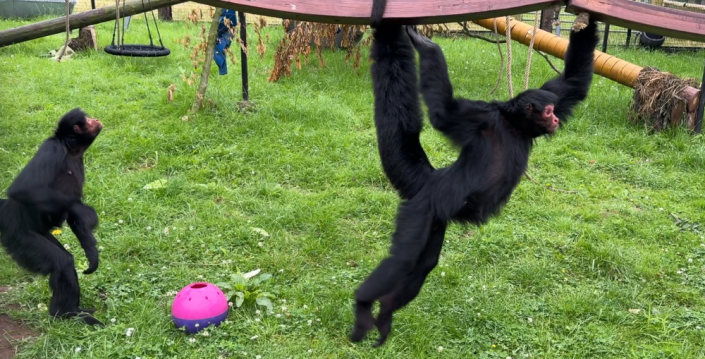 spider monkey swinging