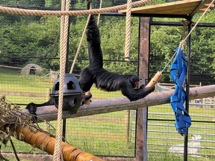 spider monkey reaching for food