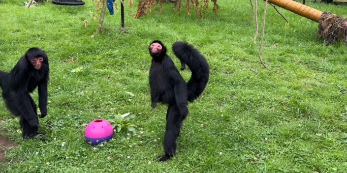spider monkey standing on two legs, looking up